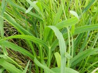 Falcaria vulgaris 5, Sikkelkruid, Saxifraga-Rutger Barendse