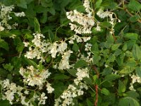 Fallopia baldschuanica 2, Chinese bruidssluier, Saxifraga-Hans Boll