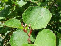 Fallopia compacta 2, Saxifraga-Hans Boll