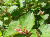 Fallopia compacta 3, Saxifraga-Hans Boll