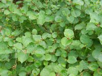 Fallopia compacta 4, Saxifraga-Hans Boll