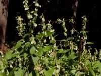 Fallopia dumetorum 10, Heggenduizendknoop, Saxifraga-Ed Stikvoort