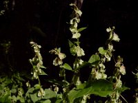 Fallopia dumetorum 12, Heggenduizendknoop, Saxifraga-Ed Stikvoort