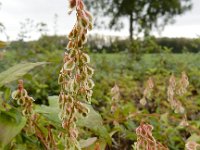 Fallopia dumetorum 16, Heggenduizendknoop, Saxifraga-Ed Stikvoort