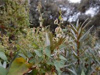 Fallopia dumetorum 17, Heggenduizendknoop, Saxifraga-Ed Stikvoort