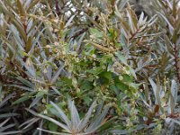 Fallopia dumetorum 19, Heggenduizendknoop, Saxifraga-Ed Stikvoort