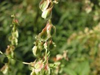 Fallopia dumetorum 2, Heggenduizendknoop, Saxifraga-Jasenka Topic