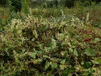 Fallopia dumetorum 20, Heggenduizendknoop, Saxifraga-Ed Stikvoort