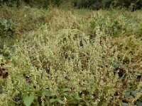 Fallopia dumetorum 22, Heggenduizendknoop, Saxifraga-Ed Stikvoort