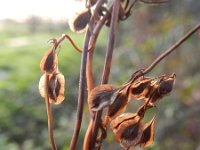 Fallopia dumetorum 7, Heggenduizendknoop, Saxifraga-Hans Boll