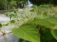 Fallopia japonica 11, Japanse duizendknoop, Saxifraga-Hans Boll