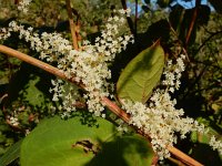 Fallopia japonica 25, Japanse duizendknoop, Saxifraga-Ed Stikvoort