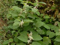 Fallopia japonica 28, Japanse duizendknoop, Saxifraga-Ed Stikvoort