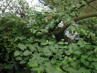 Fallopia sachalinensis 2, Sachalinse duizendknoop, Saxifraga-Rutger Barendse