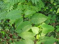 Fallopia sachalinensis 3, Sachalinse duizendknoop, Saxifraga-Hans Boll