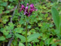 Fedia cornucopiae 10, Saxifraga-Ed Stikvoort