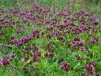 Fedia cornucopiae 12, Saxifraga-Ed Stikvoort