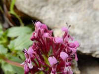 Fedia cornucopiae 15, Saxifraga-Ed Stikvoort