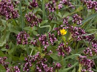 Fedia cornucopiae 4, Saxifraga-Willem van Kruijsbergen