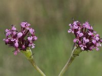 Fedia cornucopiae 6, Saxifraga-Jan van der Straaten