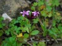 Fedia cornucopiae 8, Saxifraga-Ed Stikvoort