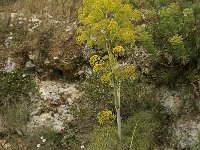 Ferula communis 10, Saxifraga-Willem van Kruijsbergen