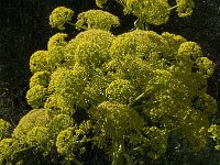 Ferula communis 11, Saxifraga-Willem van Kruijsbergen