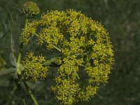 Ferula communis 19, Saxifraga-Willem van Kruijsbergen