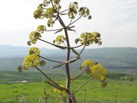 Ferula communis 2, Saxifraga-Rutger Barendse