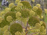 Ferula communis 26, Saxifraga-Harry Jans