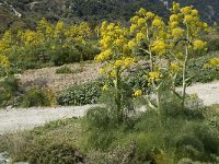 Ferula communis 4, Saxifraga-Jan van der Straaten