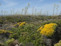 Ferula tingitana 3, Saxifraga-Willem van Kruijsbergen