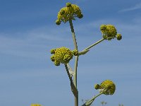 Ferula tingitana 4, Saxifraga-Willem van Kruijsbergen