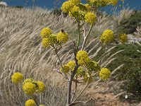 Ferula tingitana 5, Saxifraga-Willem van Kruijsbergen