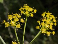 Ferulago nodosa 5, Saxifraga-Willem van Kruijsbergen