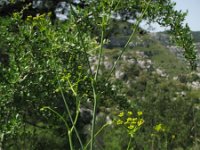 Ferulago nodosa 9, Saxifraga-Rutger Barendse