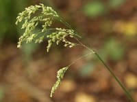 Festuca altissima 3, Boszwenkgras, Saxifraga-Peter Meininger