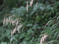 Festuca altissima 7, Boszwenkgras, Saxifraga-Hans Boll