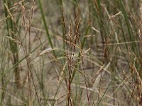 Festuca arenaria 3, Duinzwenkgras, Saxifraga-Peter Meininger