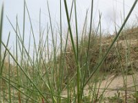 Festuca arenaria 5, Duinzwenkgras, Saxifraga-Hans Boll