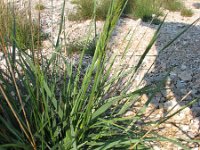 Festuca arundinacea 4, Rietzwenkgras, Saxifraga-Jasenka Topic