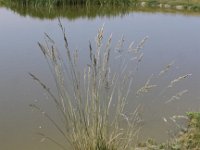 Festuca arundinacea 5, Rietzwenkgras, Saxifraga-Peter Meininger