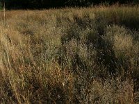 Festuca filiformis 2, Fijn schapengras, Saxifraga-Hans Boll