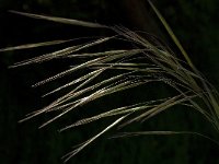 Festuca gigantea 3, Reuzenzwenkgras, Saxifraga-Willem van Kruijsbergen