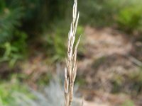 Festuca glauca 4, Blauw schapengras, Saxifraga-Hans Boll