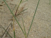 Festuca juncifolia 2, Saxifraga-Rutger Barendse