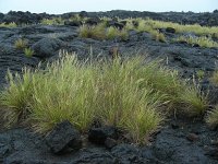 Festuca petraea 5, Saxifraga-Ed Stikvoort