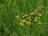 Festuca pratensis 2, Beemdlangbloem, Saxifraga-Hans Boll