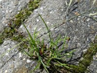 Festuca rubra 17, Rood zwenkgras, Saxifraga-Hans Boll