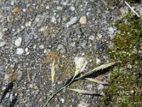 Festuca rubra 18, Rood zwenkgras, Saxifraga-Hans Boll